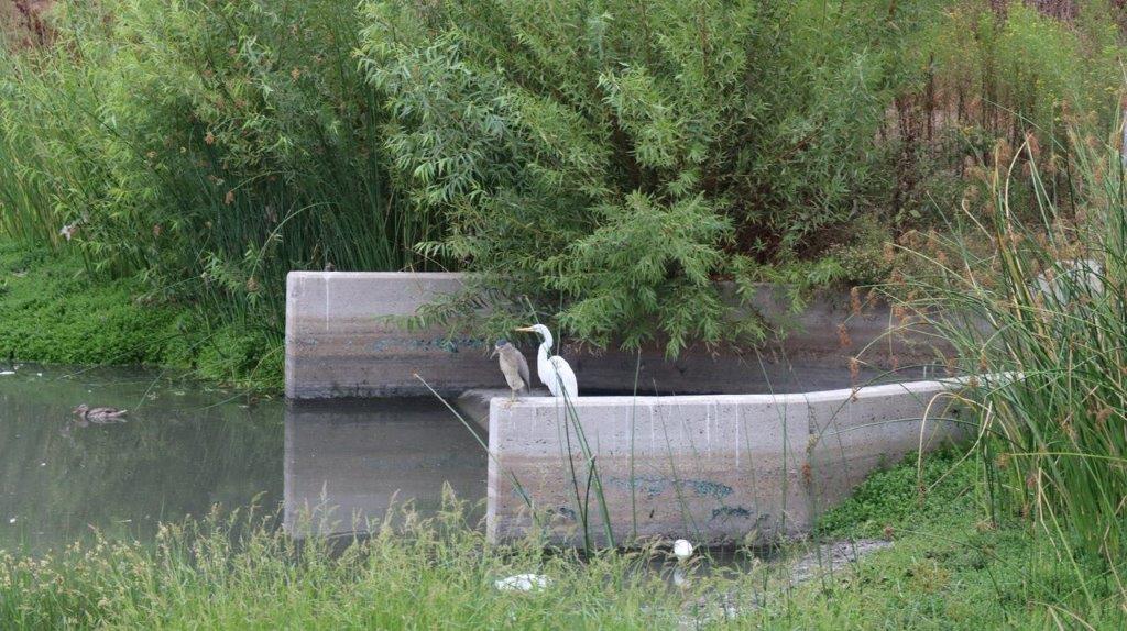 A bird standing on a concrete ledge

Description automatically generated