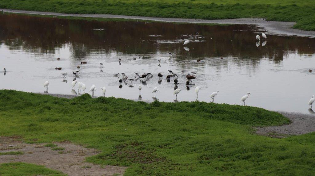 A group of birds in a river

Description automatically generated