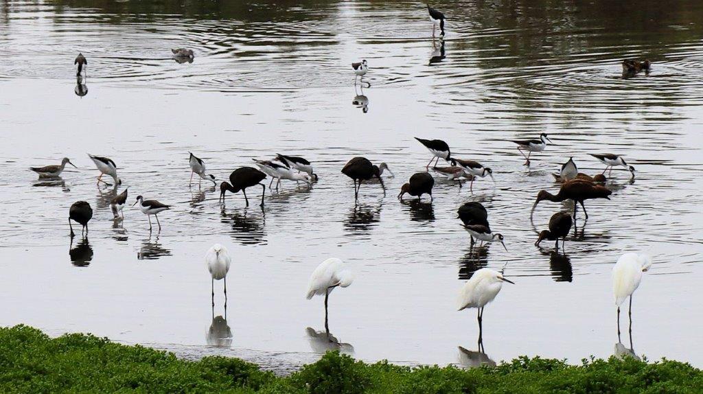 A group of birds in a lake

Description automatically generated