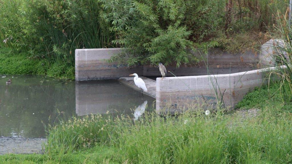 A bird standing on a ledge in a pond

Description automatically generated