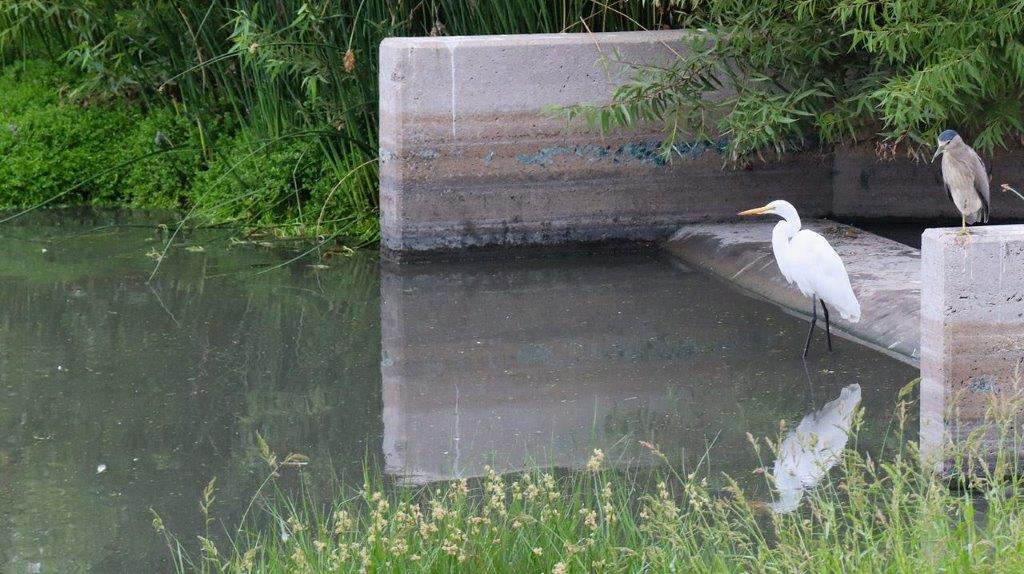 A white bird standing in a pond

Description automatically generated