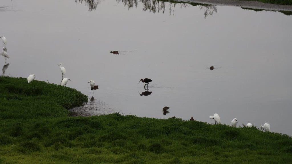 Birds in the water with grass

Description automatically generated