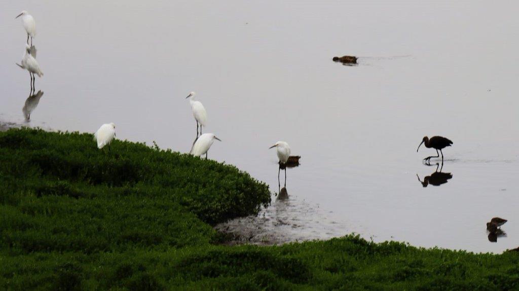 Birds standing in the water

Description automatically generated