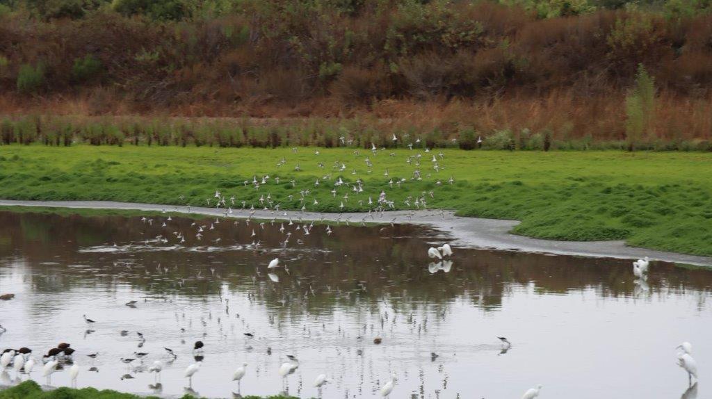 Birds flying over a pond

Description automatically generated