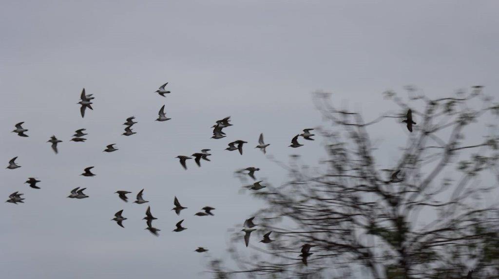 A flock of birds flying in the sky

Description automatically generated