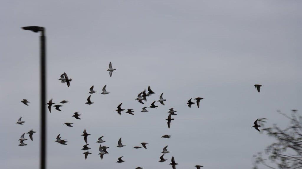 A flock of birds flying in the sky

Description automatically generated