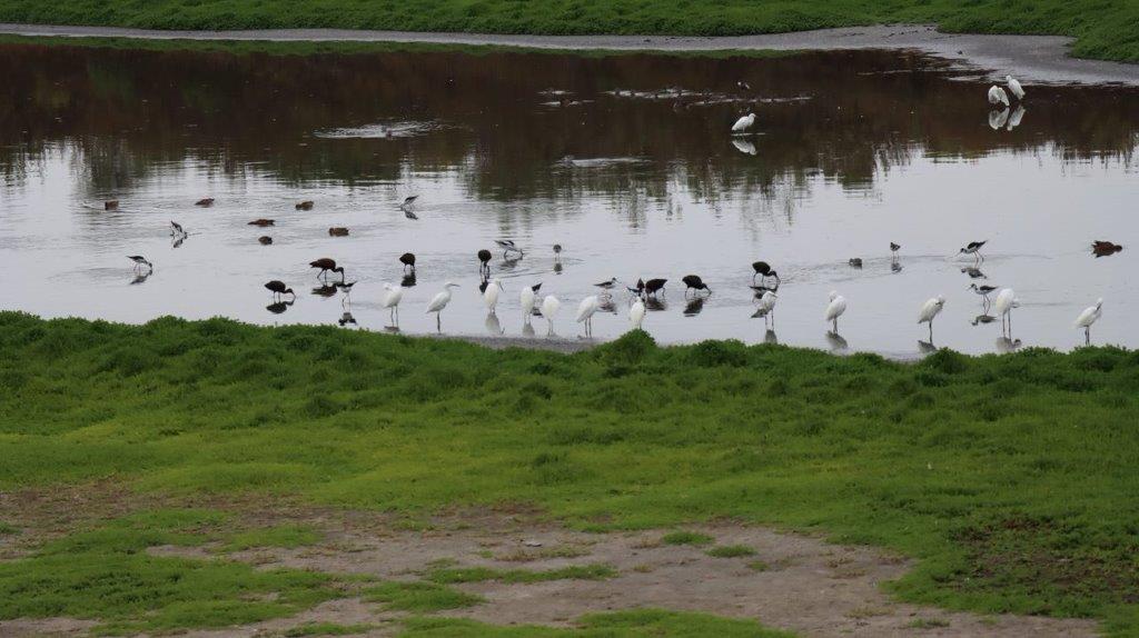 Birds in a pond with grass and grass

Description automatically generated