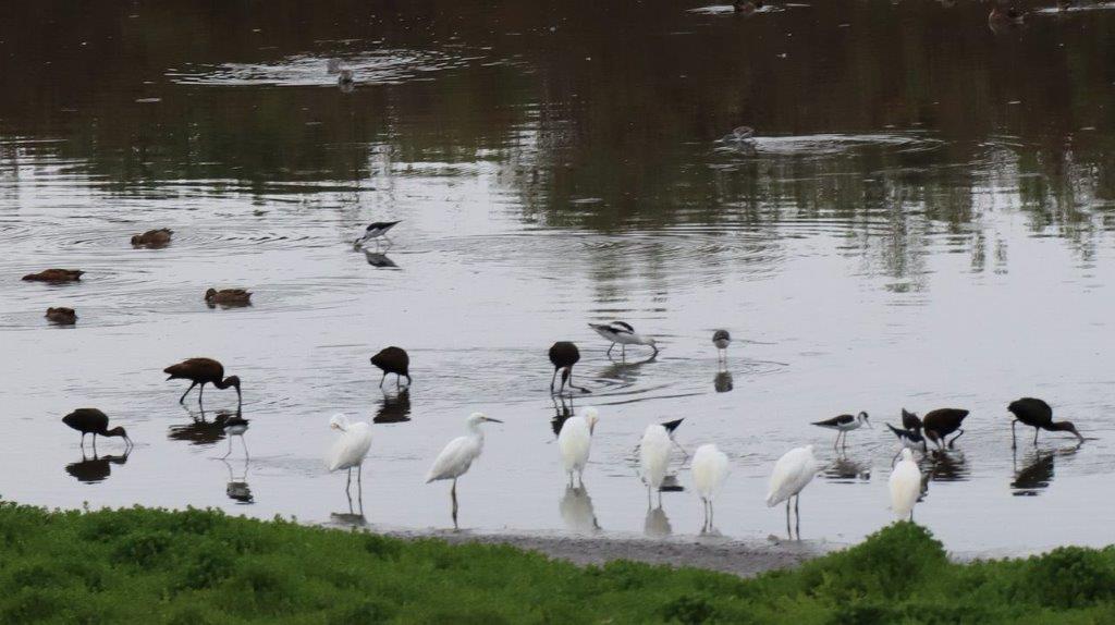 A group of birds standing in water

Description automatically generated