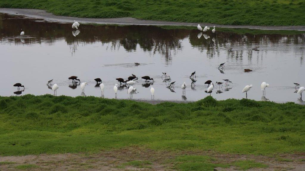 A group of birds in a river

Description automatically generated