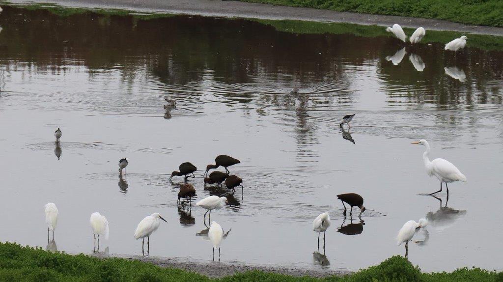 Birds standing in a pond

Description automatically generated