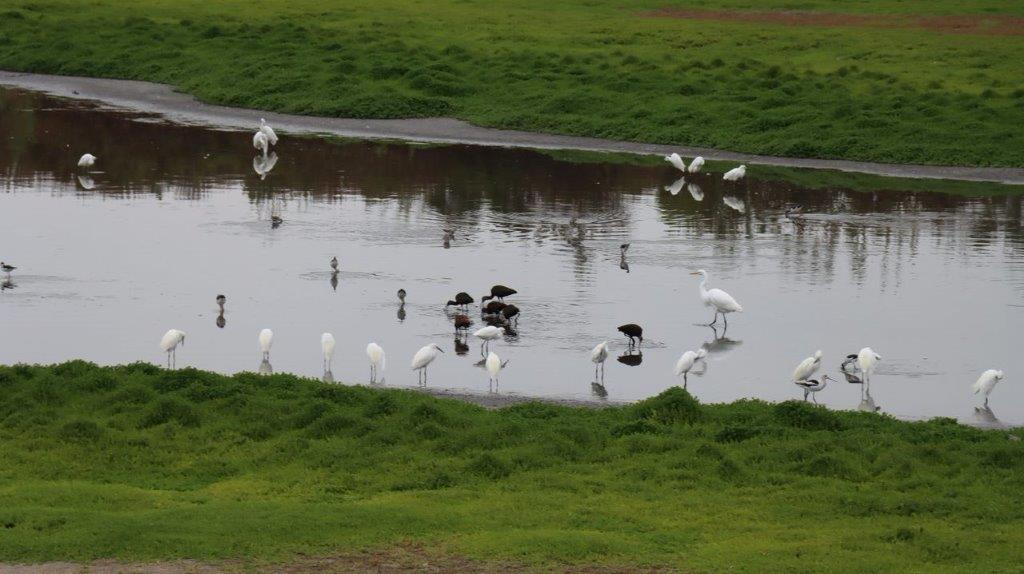 A group of birds in a river

Description automatically generated