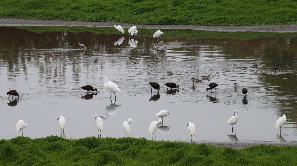 A group of birds in a pond

Description automatically generated