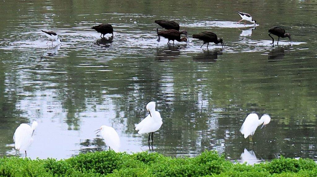 Birds standing in the water

Description automatically generated