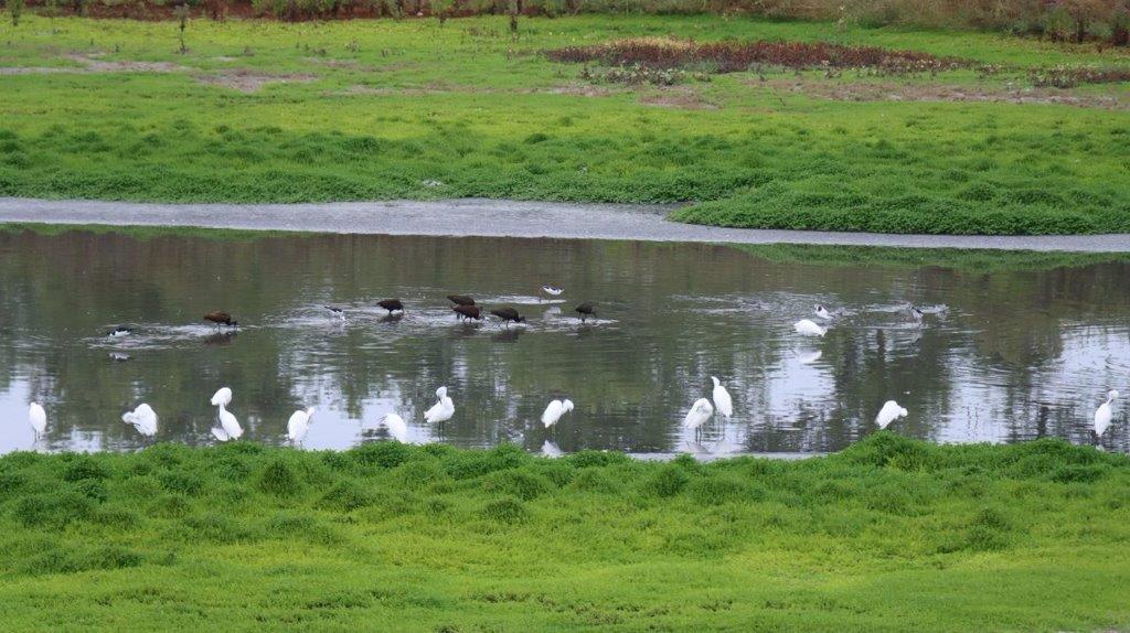 A group of birds in a pond

Description automatically generated