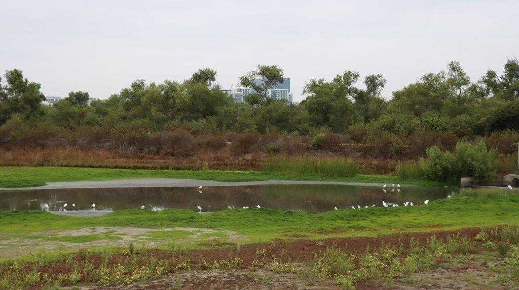 A pond in a field with trees in the background

Description automatically generated