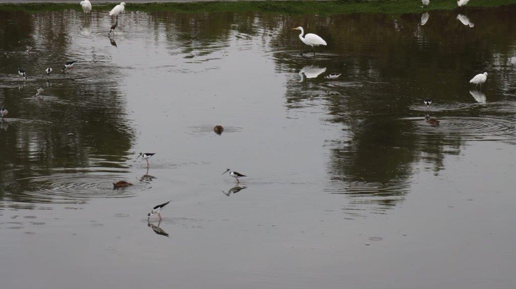 Birds in a body of water

Description automatically generated