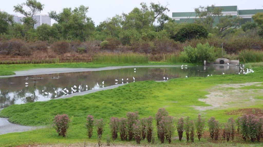 A pond with birds on it

Description automatically generated