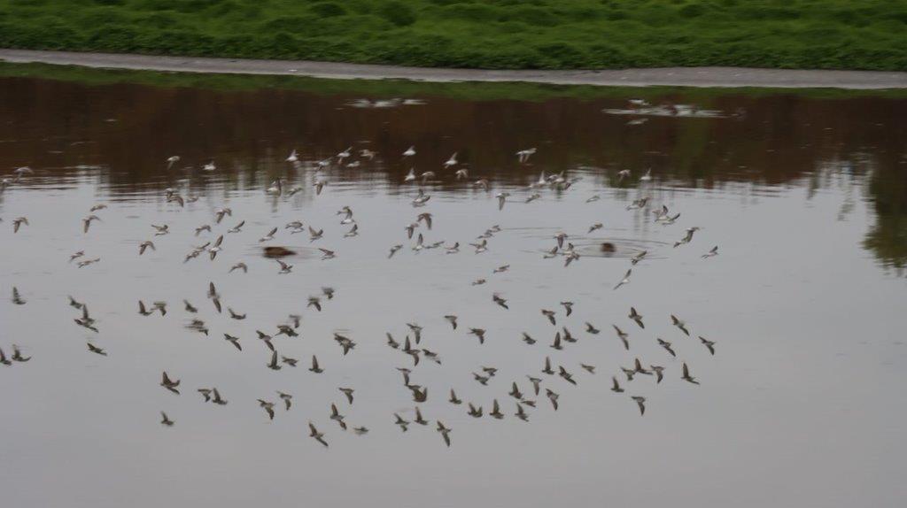 A flock of birds floating in water

Description automatically generated