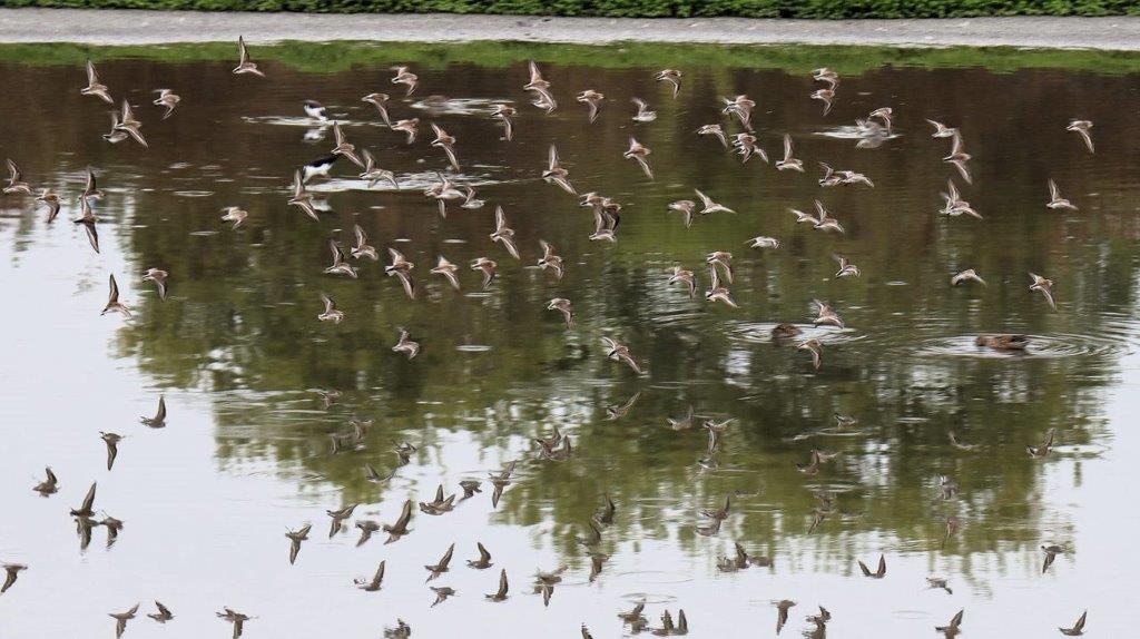 A flock of birds flying over water

Description automatically generated