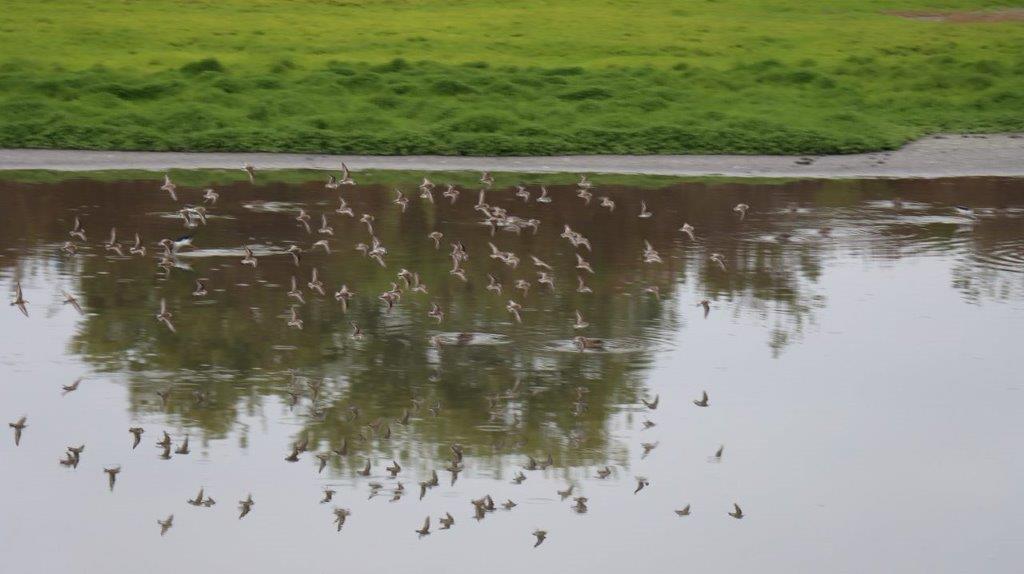 A group of birds flying over water

Description automatically generated