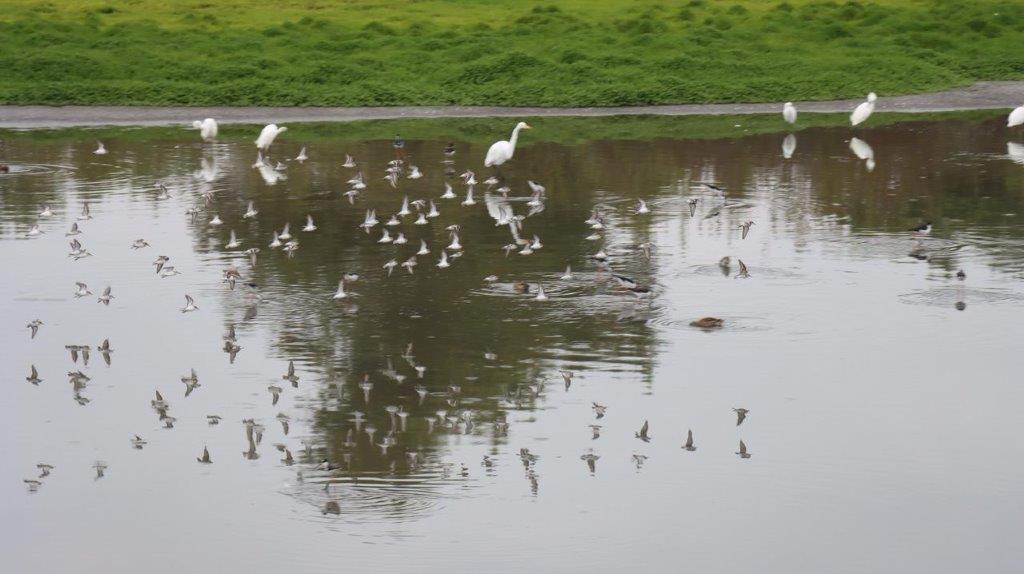 Birds in a pond with many birds

Description automatically generated