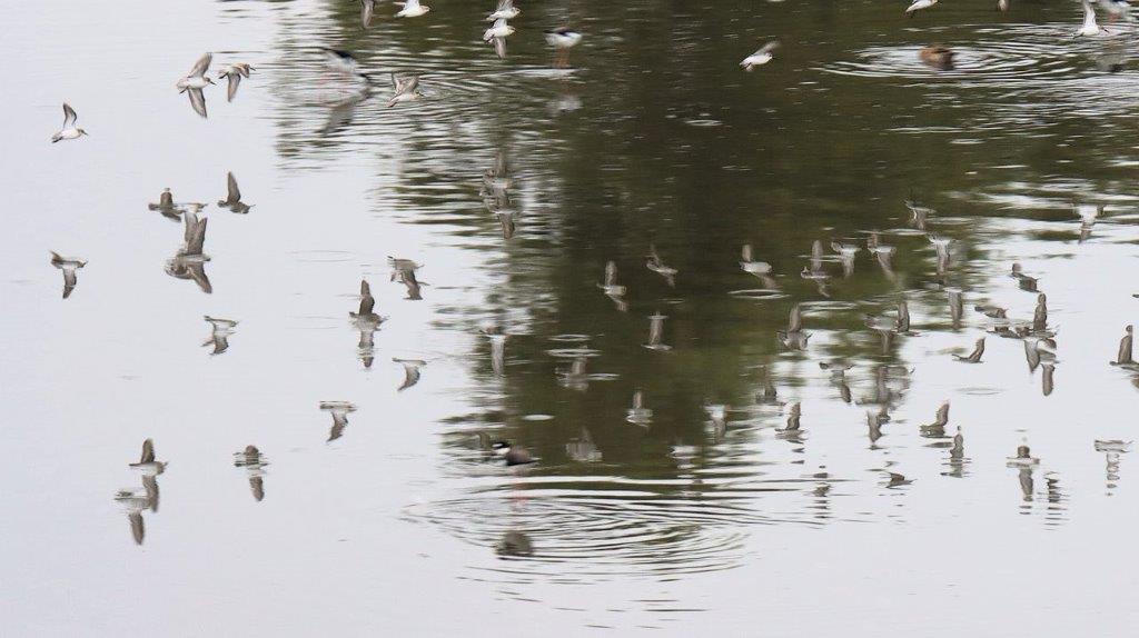 A flock of birds in a lake

Description automatically generated