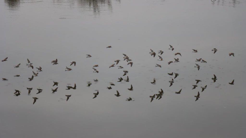 A flock of birds flying over water

Description automatically generated