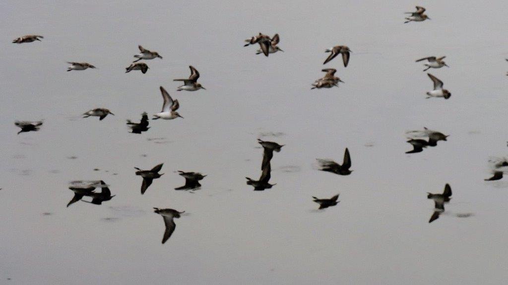 A flock of birds flying over water

Description automatically generated