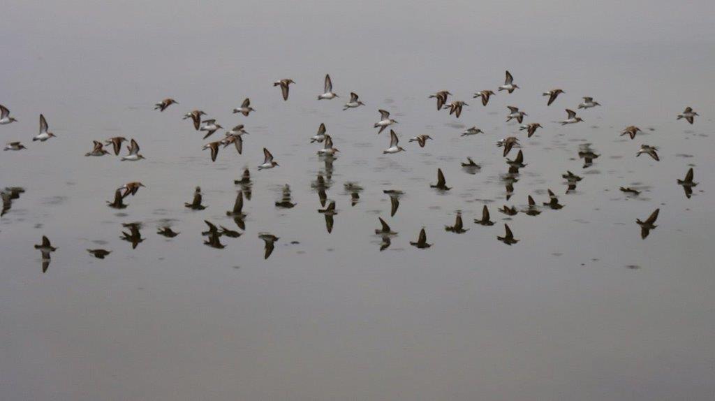 A flock of birds flying over water

Description automatically generated