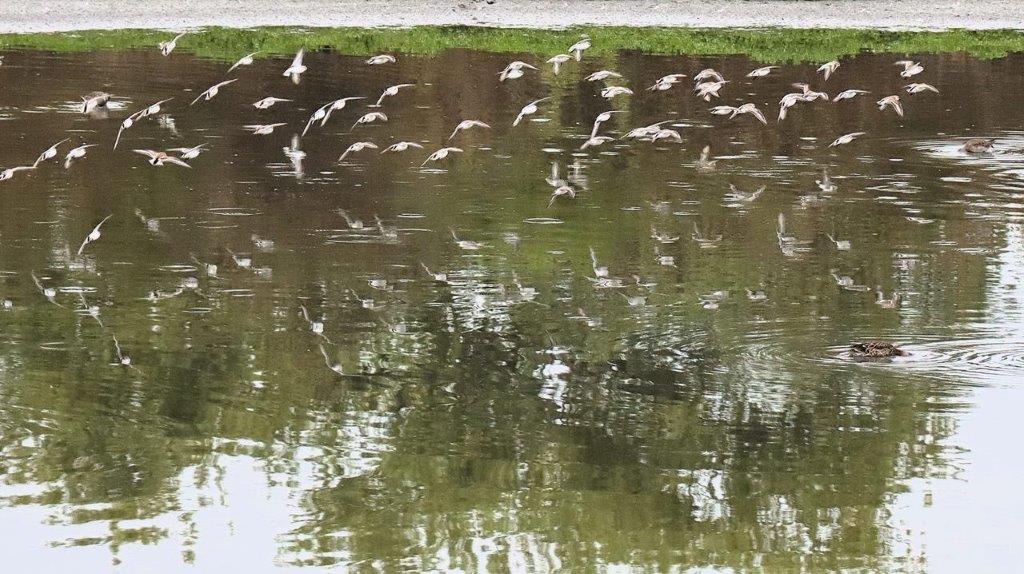 A flock of birds flying over water

Description automatically generated