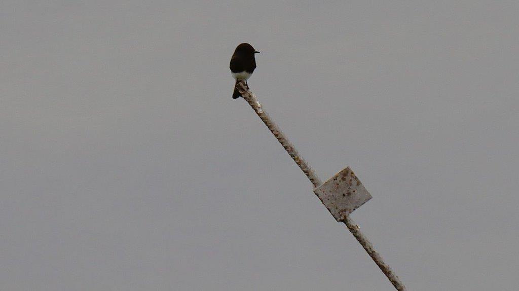 A bird perched on a metal pole

Description automatically generated