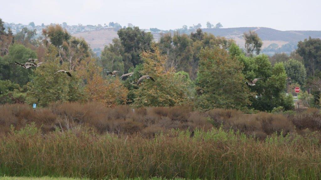 A field of tall grass and trees

Description automatically generated