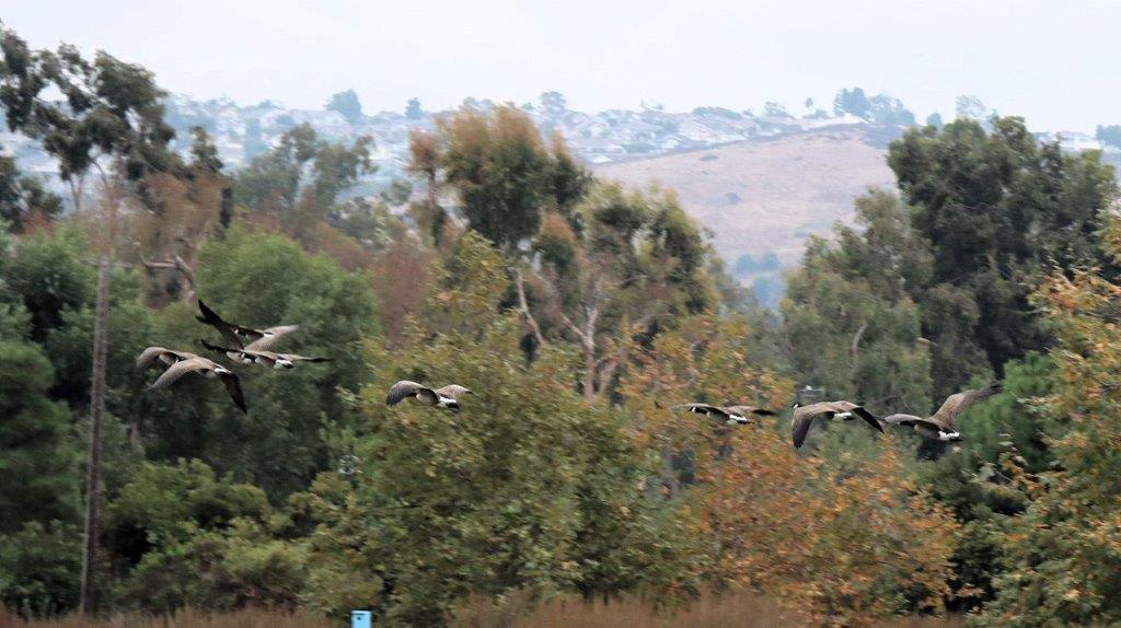 Birds flying in the air

Description automatically generated