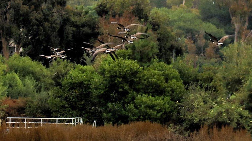 A flock of birds flying over trees

Description automatically generated