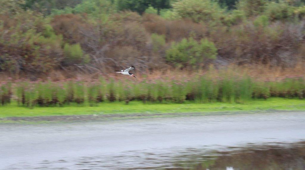 A bird flying over a river

Description automatically generated