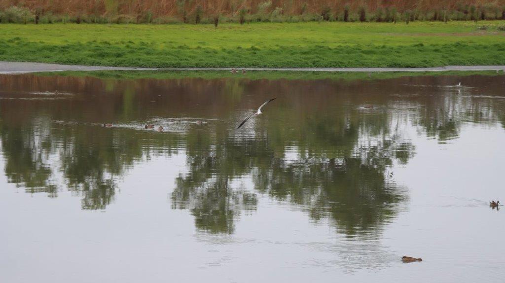 A bird flying over a body of water

Description automatically generated