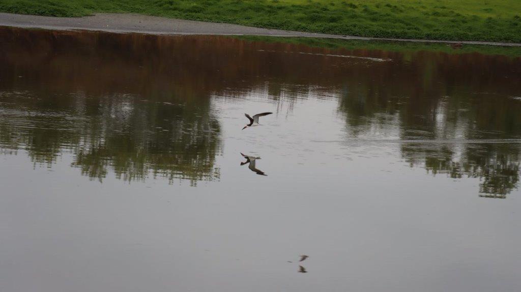 Birds flying over a body of water

Description automatically generated