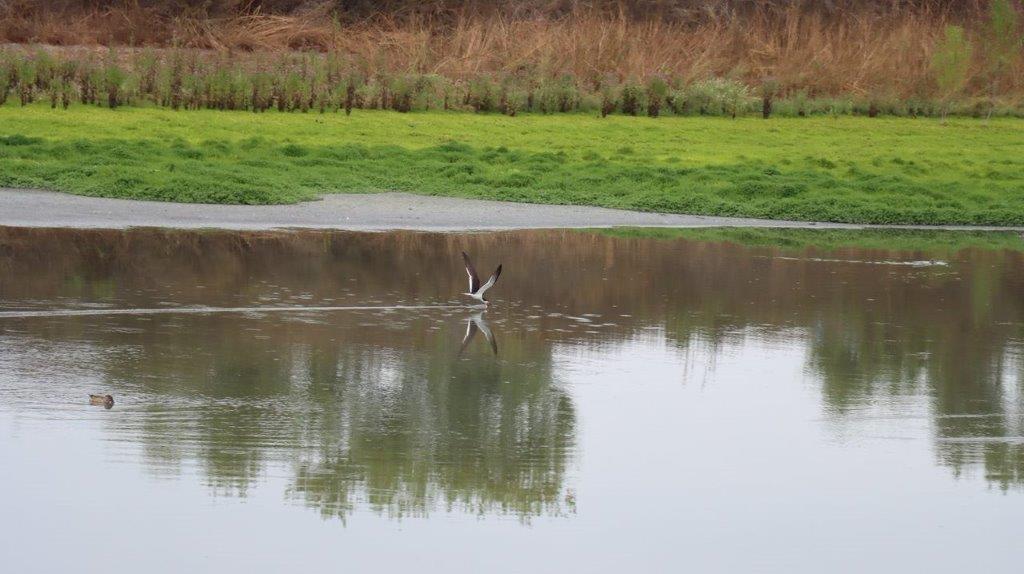 A bird flying over a body of water

Description automatically generated