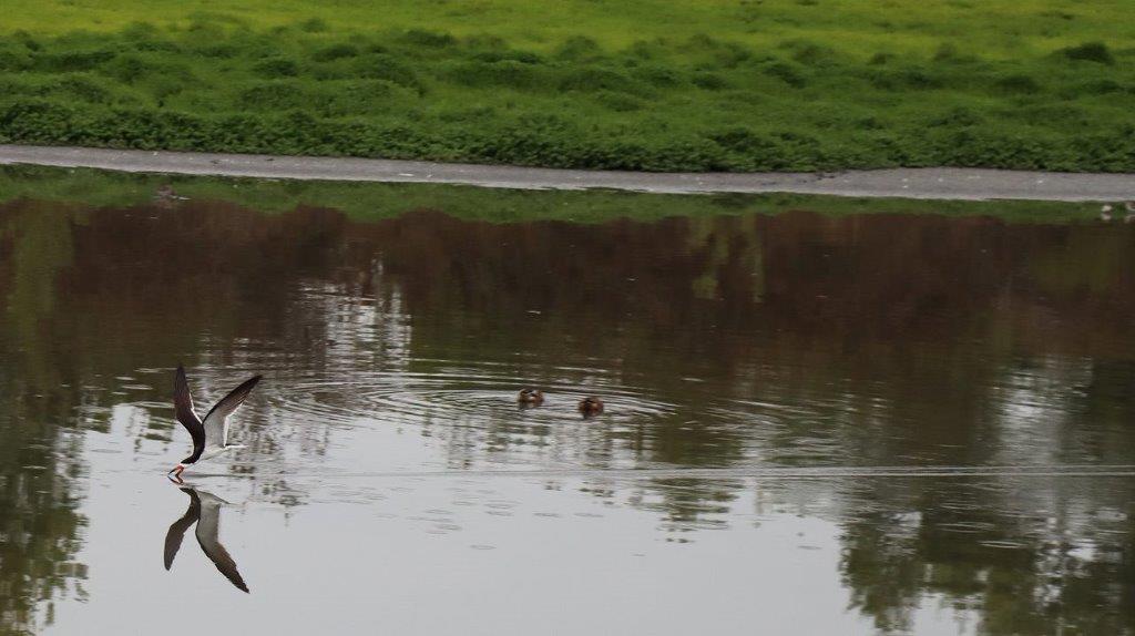 A group of ducks swimming in a pond

Description automatically generated