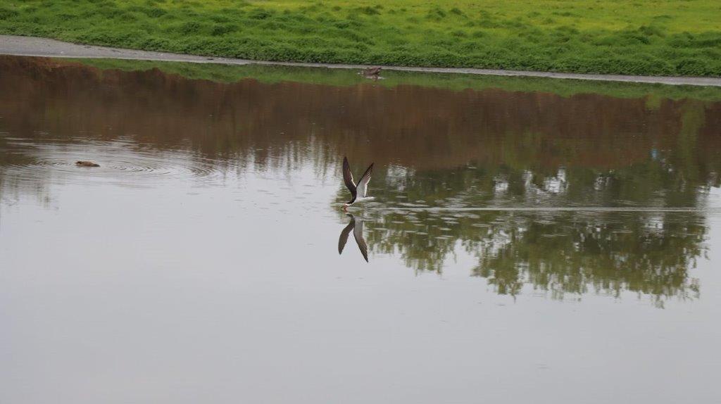 A bird flying over water

Description automatically generated