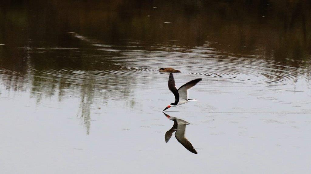 A bird flying over water

Description automatically generated