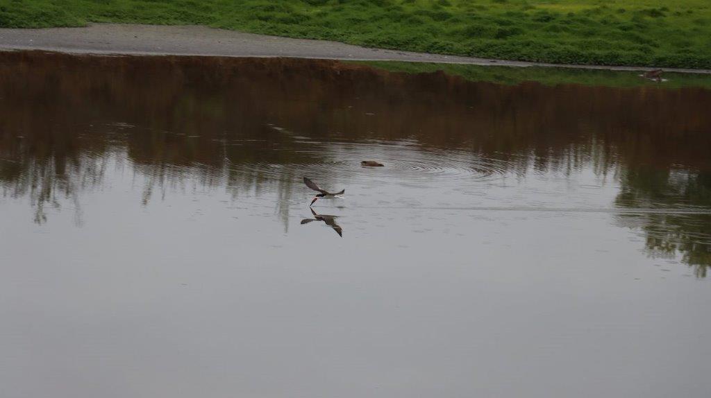 A bird flying over a body of water

Description automatically generated