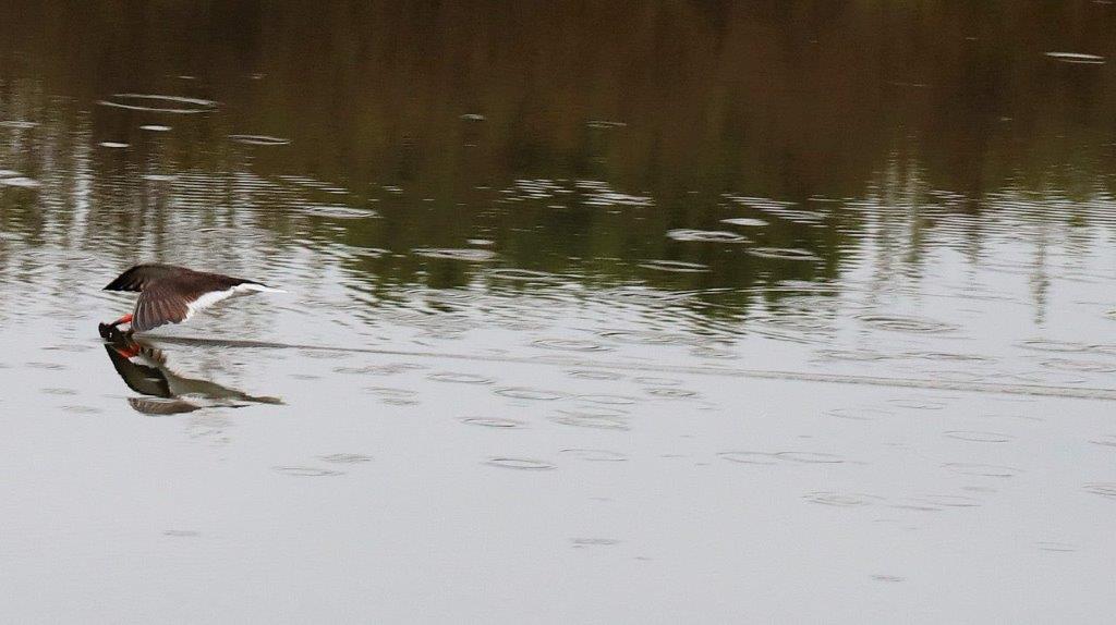 A bird fishing on a lake

Description automatically generated