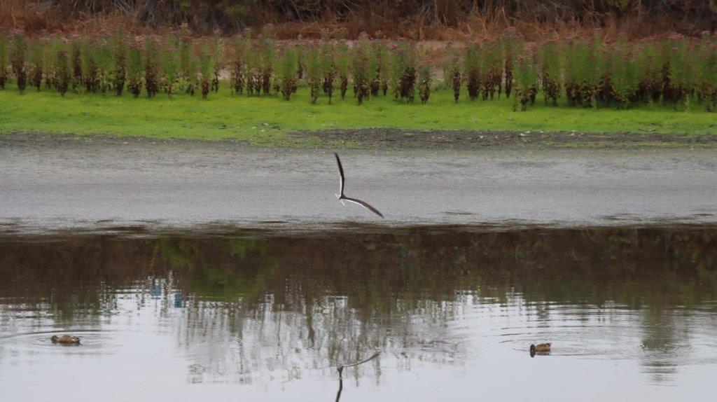 A bird flying over water

Description automatically generated