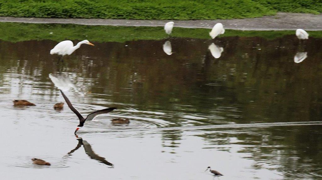 Birds flying over a body of water

Description automatically generated