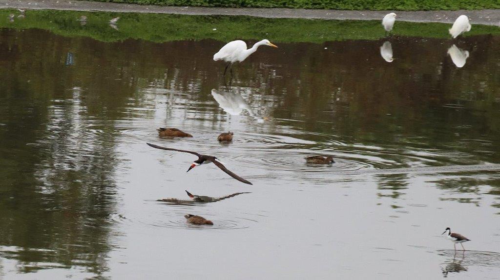 Birds flying over a pond

Description automatically generated