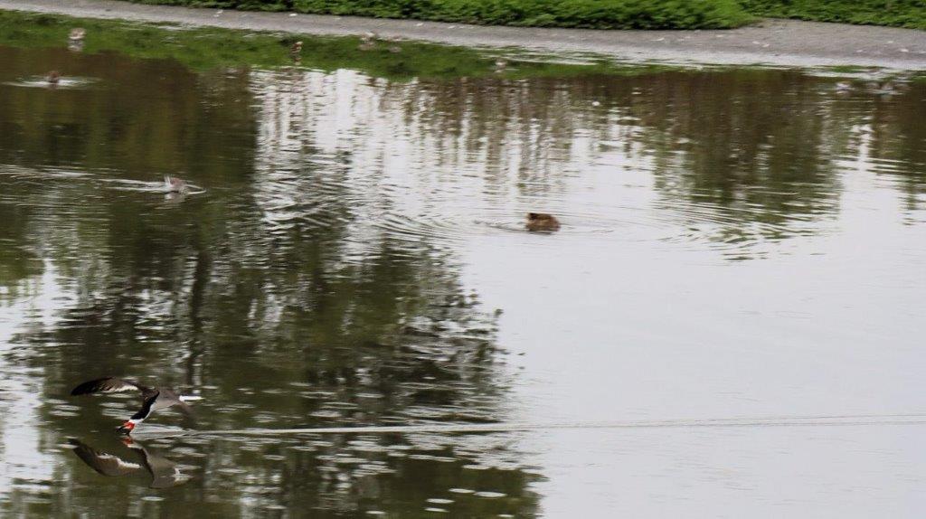 A duck swimming in a body of water

Description automatically generated