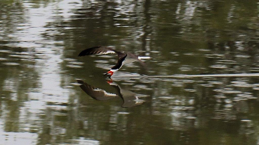 A bird flying over water

Description automatically generated