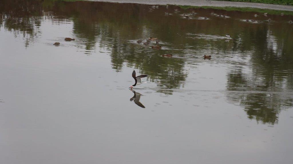 A bird flying over water

Description automatically generated