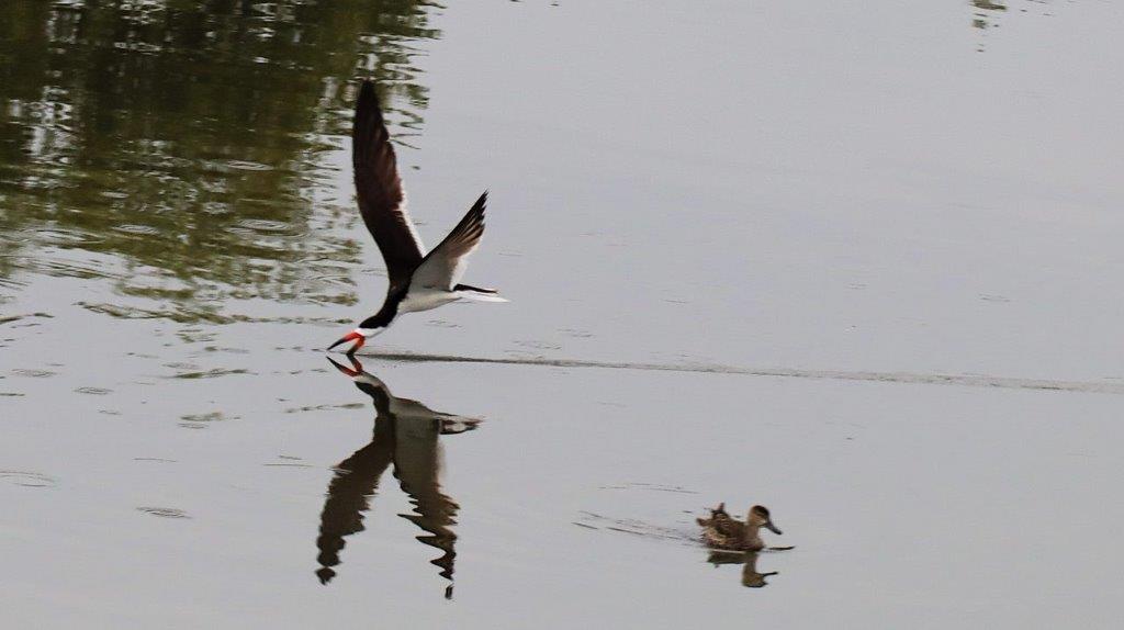 A bird flying over water

Description automatically generated